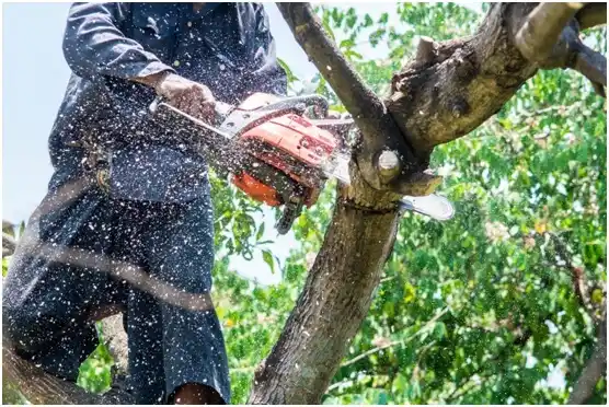 tree services Rices Landing